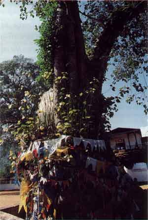 Offerings left at the Bo tree at Maha Saman Devale